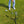 Tour Pro Golf Pod 3.0 Height Adjustable Magnetic Phone Tripod & Spike