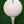 White Straight Tees – 40 x 42mm White Premium Bamboo Golf Tees in a Biodegradable Bag with Free Ball Marker & Free Pencil. Twice the strength of regular bamboo very strong & durable & a Great Golf Gift.